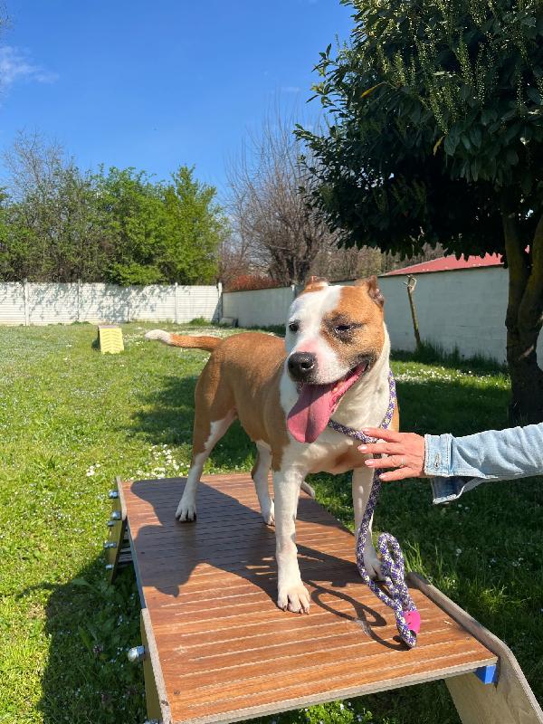 MAYA AMSTAFF Foto 2